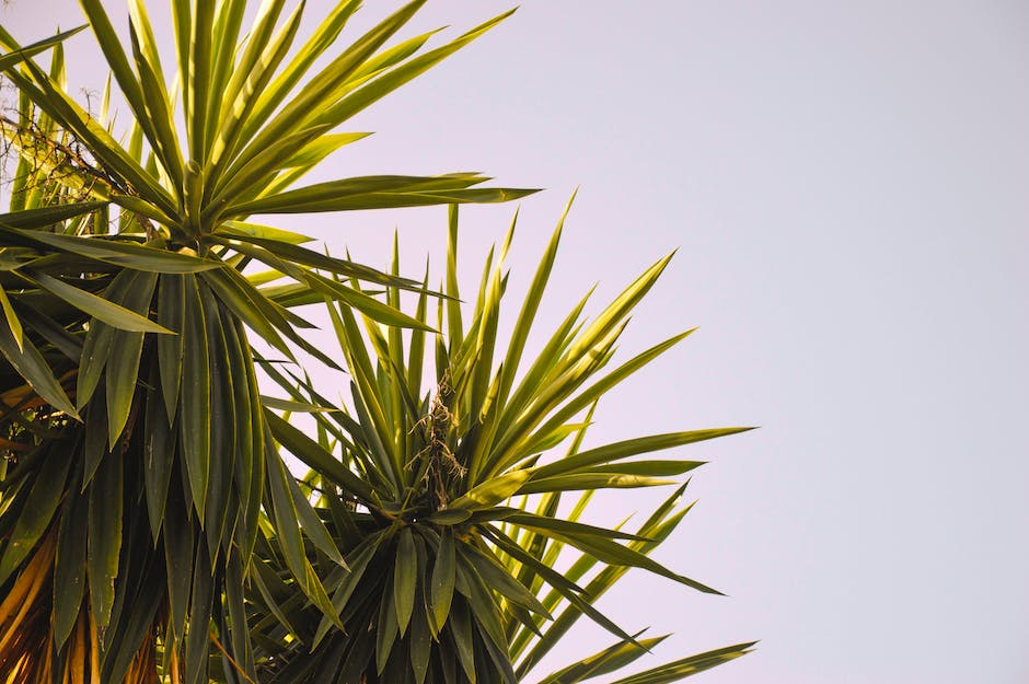 A close-up image of a yucca plant showing its sharp leaves and sturdy trunk in great detail.